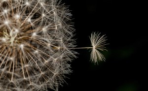 POD_dandelion